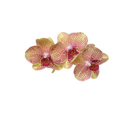 Fototapeta na wymiar beautiful orchid close up isolated