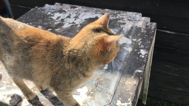 Gatti