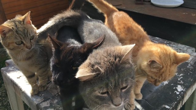 Gatti