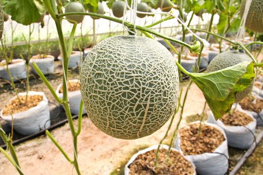 Melon organic produce from the farm.