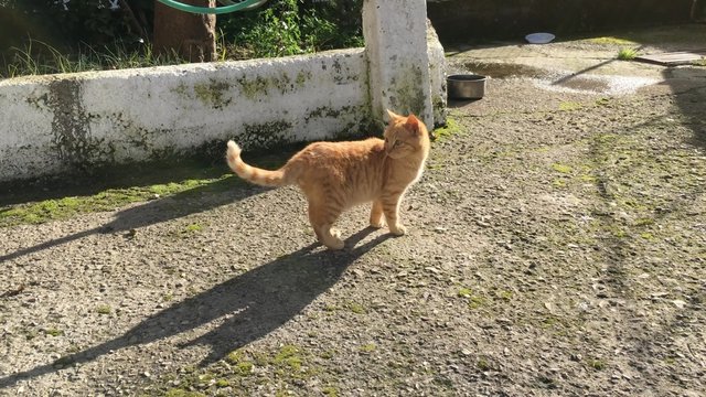 Gatti