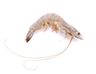 shrimp on white background