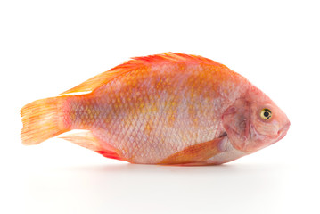 Obraz premium Red Tilapia