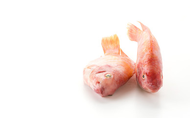 Red Tilapia