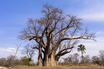 Fototapeta na wymiar バオバブの木