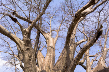 Fototapeta na wymiar バオバブの木