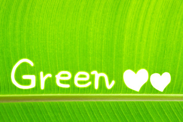 Banana leaf write Green