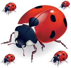 Ladybird vector illustration,