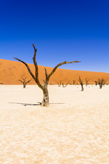 Fototapeta na wymiar ナミブ砂漠のデッドフレイ