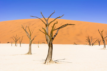 Fototapeta na wymiar ナミブ砂漠のデッドフレイ