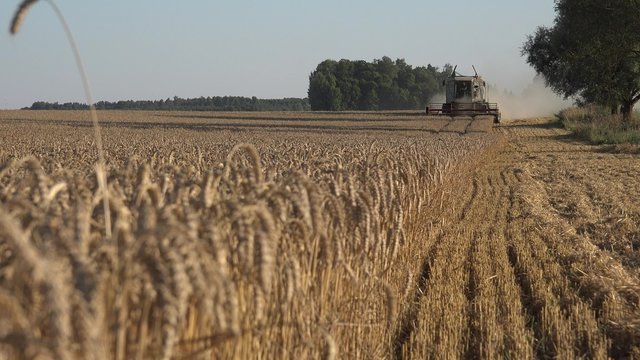 Farmer man silhouette driving modern unrecognizable combine thresher and harvesting ripe wheat rye ears in farmland field. Static shot. 4K
