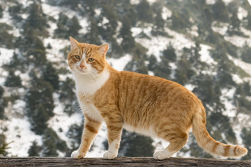 Beautiful portrait of a cat against a snowy environment.
