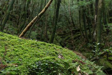 Forest of moss