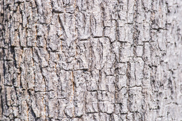 Bark Texture