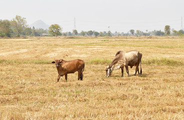 The cow Thailand