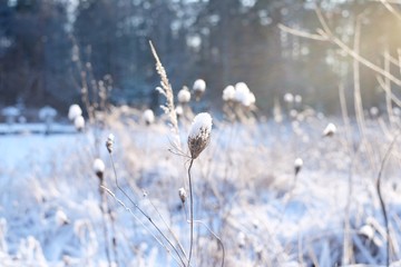 Winter Sunset