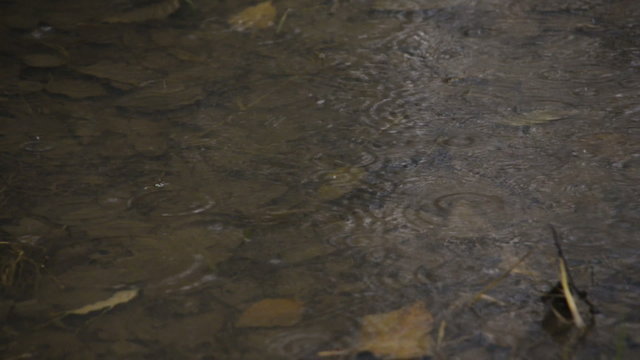 Raindrops on the surface of a pond. Camera pans right to left.