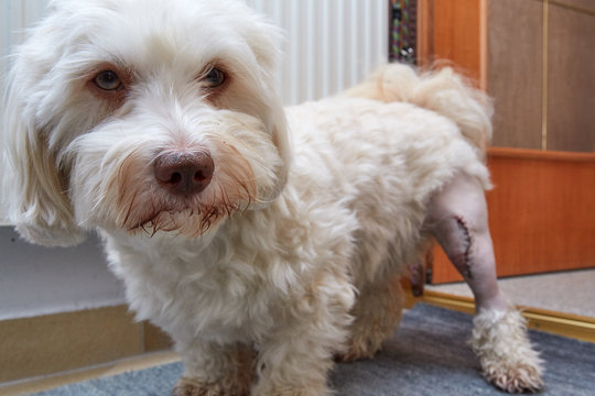 Havaneser Hund mit Narbe am linken Bein