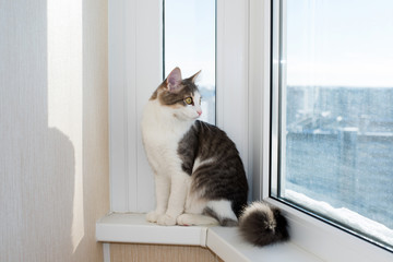 Young cat sitting on  window sill