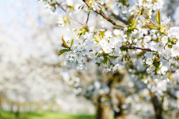 Fototapeta premium garden with majestically blossoming large cherry trees 