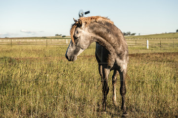 Obraz na płótnie Canvas Horse in the countryside in Brisbane, Queensland.