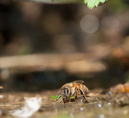 ape beve acqua di fonte