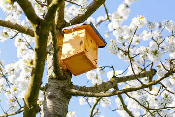 garden with majestically blossoming large cherry trees 