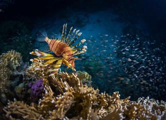Fish with coral