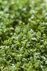 Cress background image