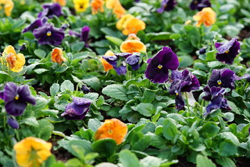 Bright Panola pansy in the garden ,Flowers