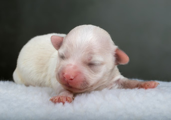 Havaneser Welpe, 5 Tage alt
