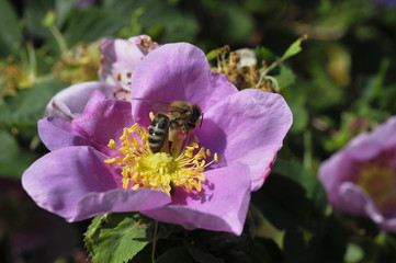 Wildrose mit Biene