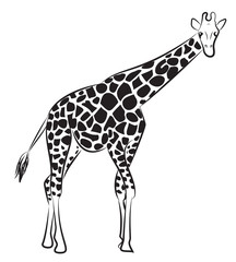 Vector giraffe on a white background. The contours of the giraffe.