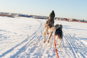 Husky sledge ride at sunset in winter landscape