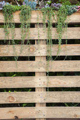 succulent flowers growing along wooden fence in garden