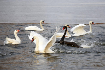 Winter. Black and white swans swimming in a pond.