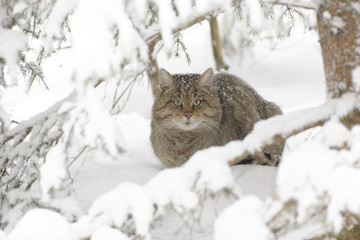 Wildkatze im Schnee.