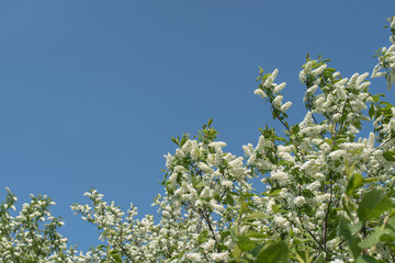 Spring background bird cherry