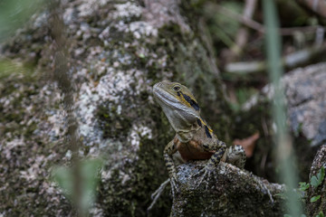 Australian Water Dragon