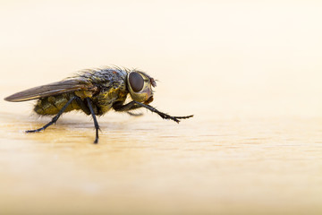 Close up of a House Fly