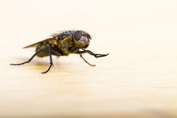 Close up of a House Fly