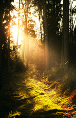 Chemin de forêt baigné de soleil
