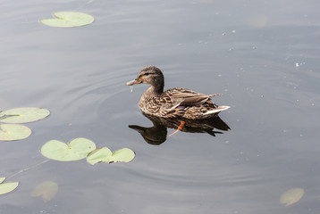  Mallard duck (Anas platyrhynchus}