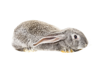 Cute grey rabbit