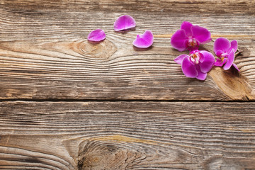 Pink orchid flowers on a wooden background