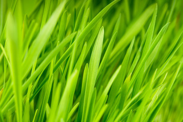 Obraz na płótnie Canvas The Green grass 