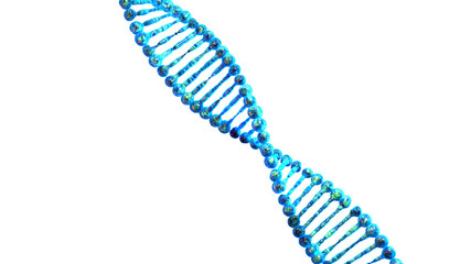 human dna string