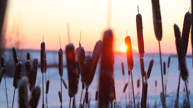 video stock footage bulrushes in the winter against the setting sun