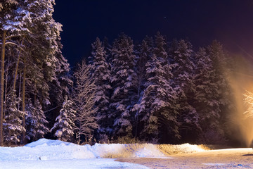 pine trees covered with snow in the woods at night with a mysterious light