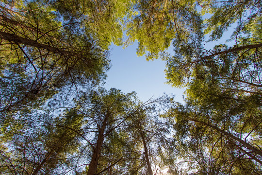 Looking cedar forest .